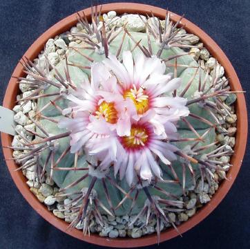 echinocactus horizonthalonius05