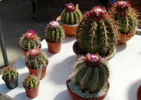 melocactus01