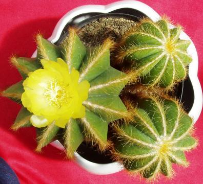 notocactus magnificus03