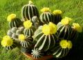 notocactus magnificus02